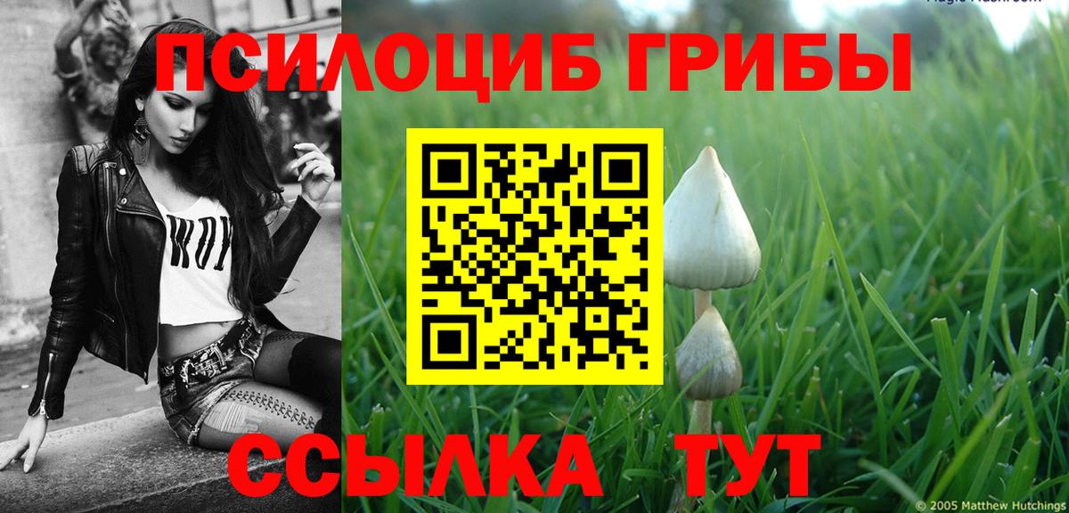 Псилоцибиновые грибы Psilocybe Ленинск-Кузнецкий